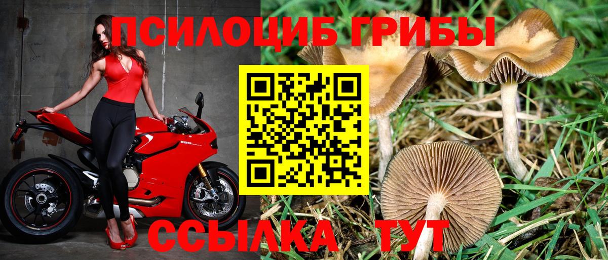 цены   Галлюциногенные грибы ЛСД  Вятские Поляны  Псилоцибиновые грибы Psilocybe 